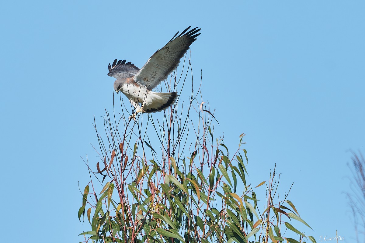 Variable Hawk - ML644051060