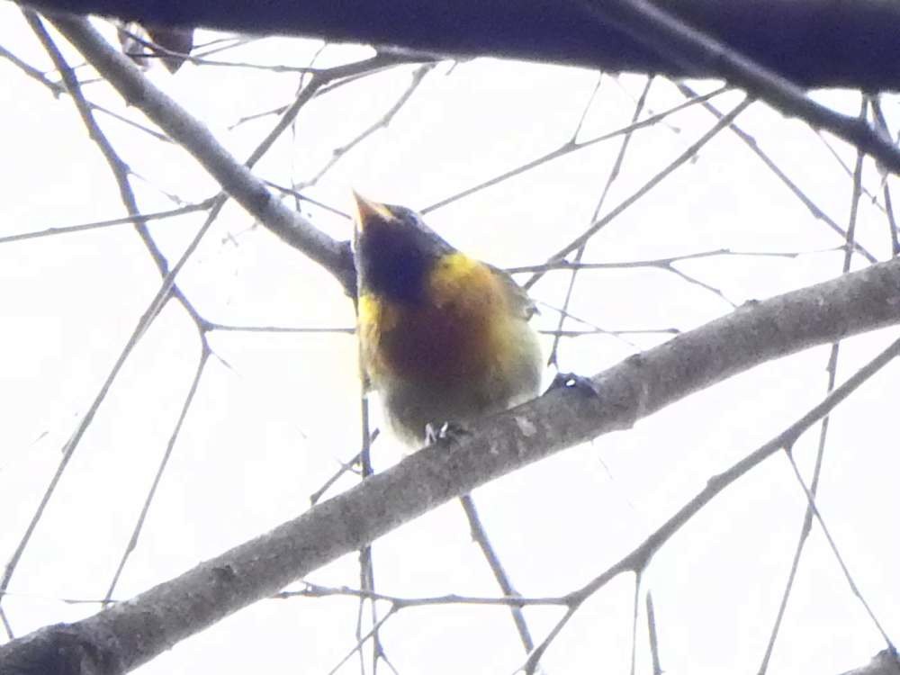 Guira Tanager - ML644051065