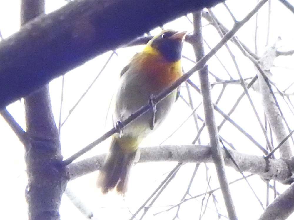 Guira Tanager - ML644051068