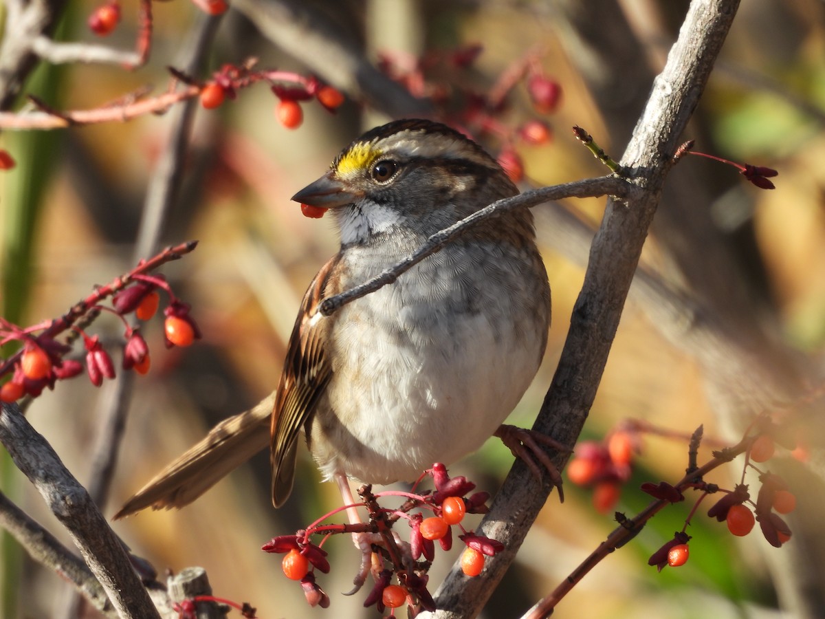 White-throated Sparrow - ML644051077