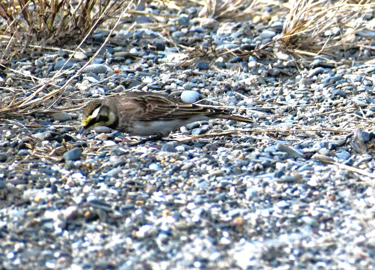 Horned Lark - ML644051079