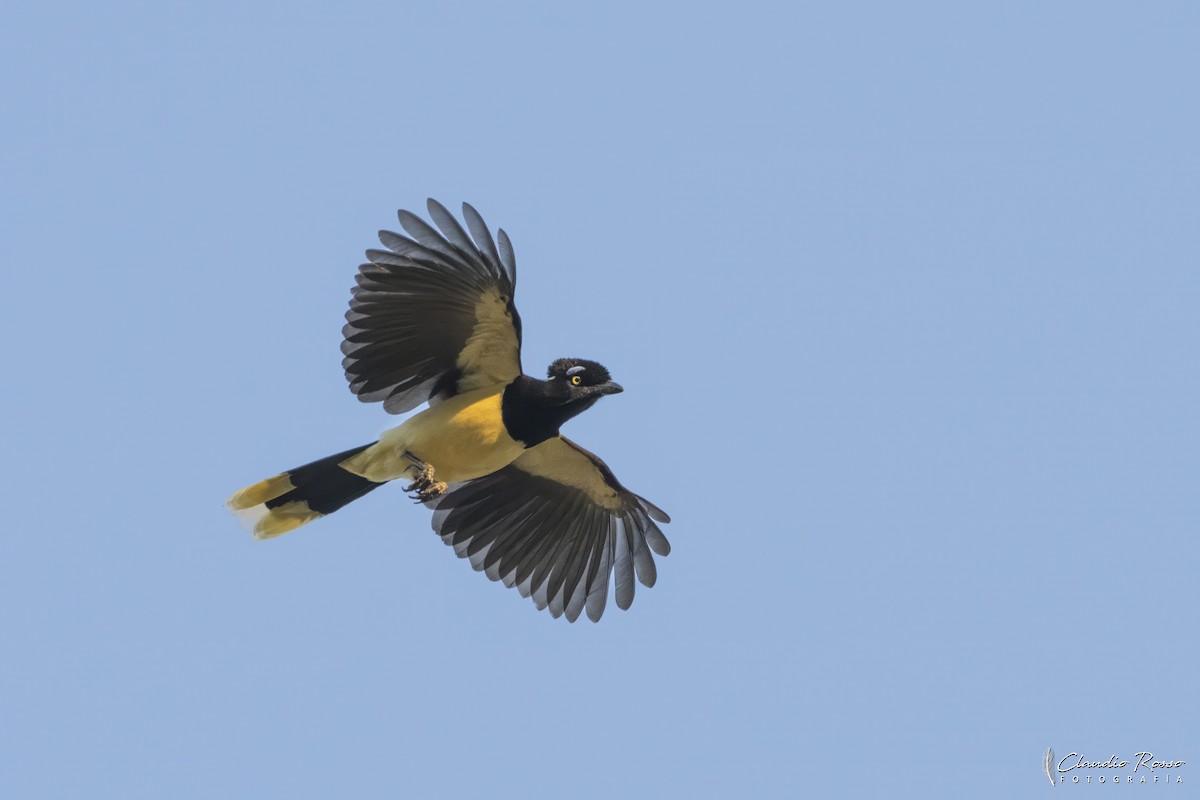 Plush-crested Jay - ML644051083