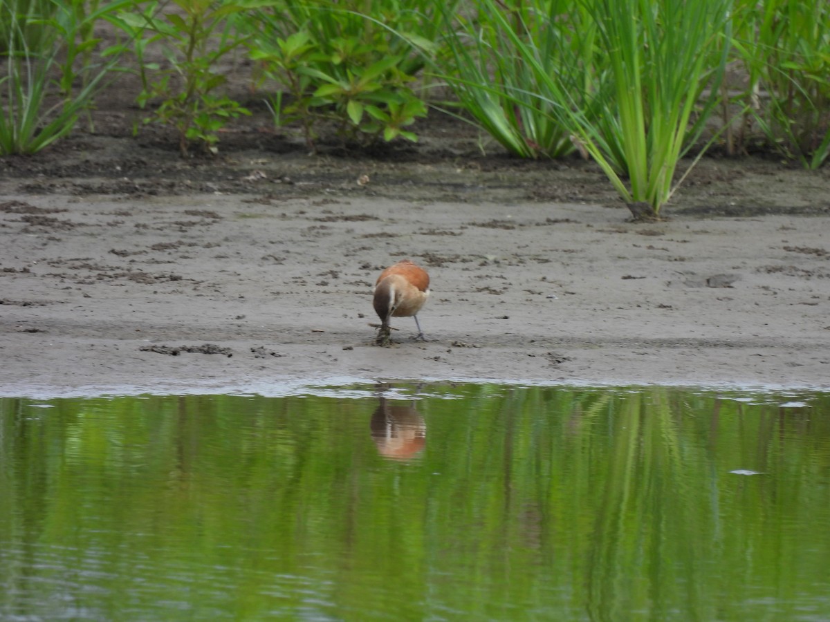 Lesser Hornero - ML644051084