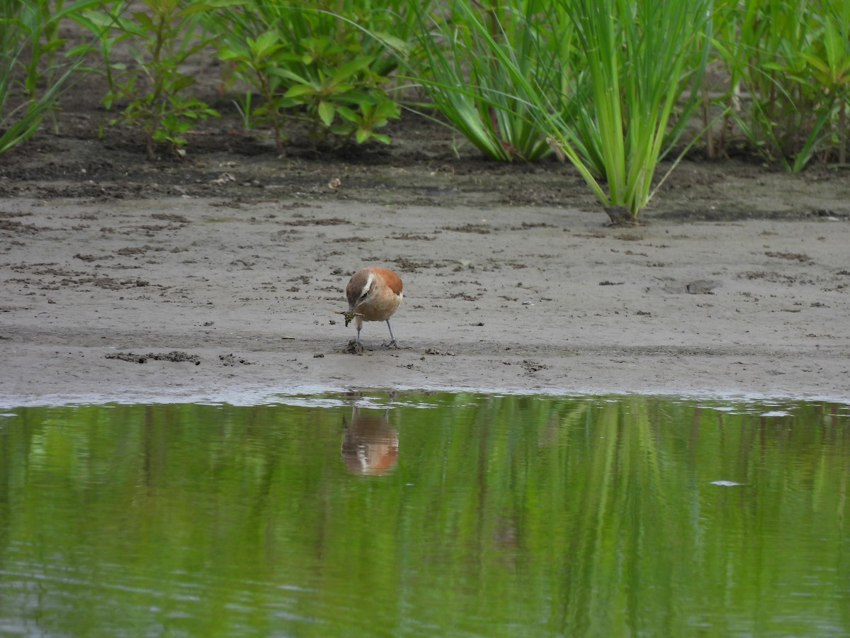 Lesser Hornero - ML644051085