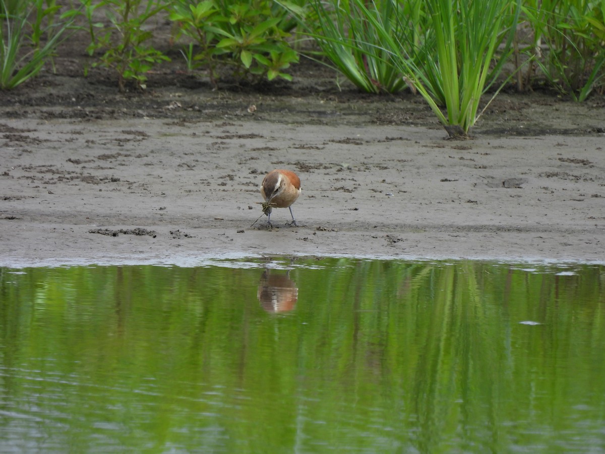 Lesser Hornero - ML644051086