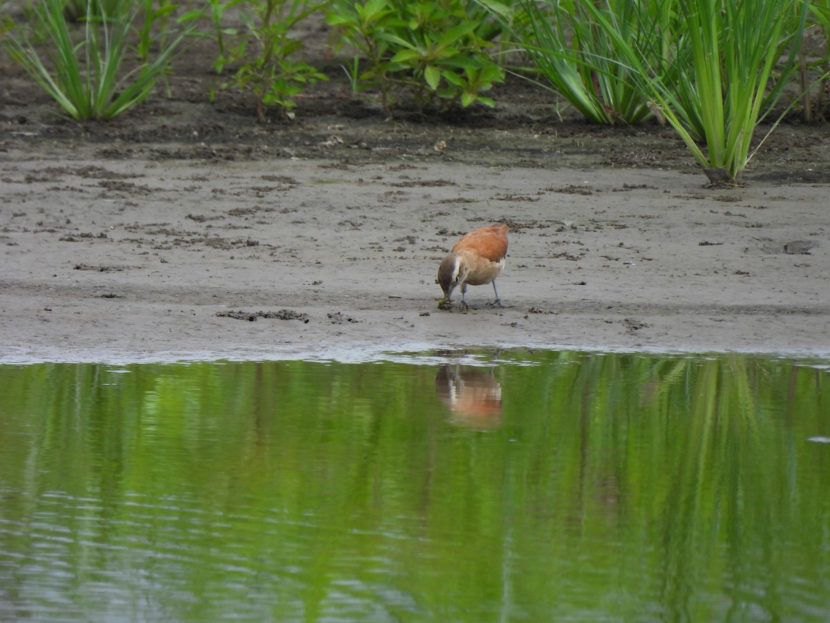 Lesser Hornero - ML644051087