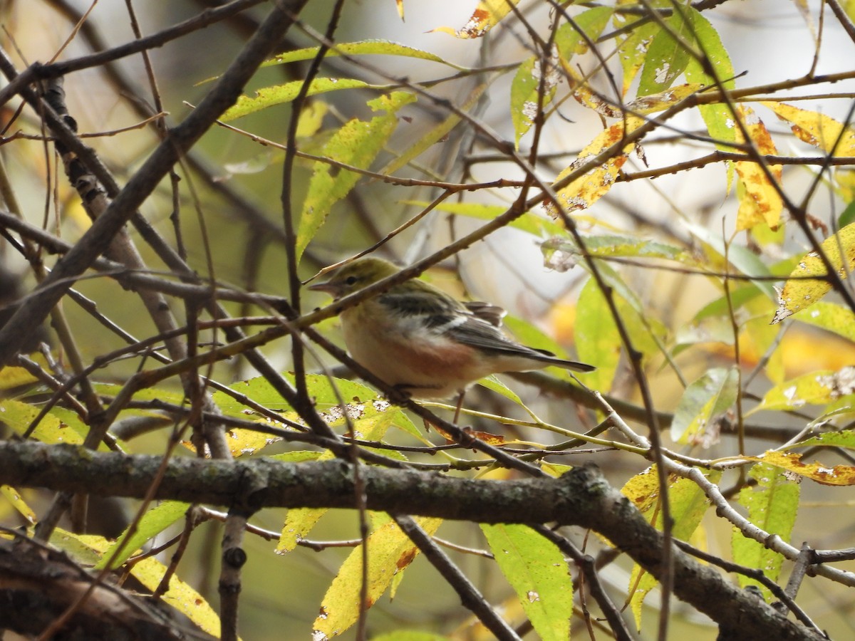 Bay-breasted Warbler - ML644051101