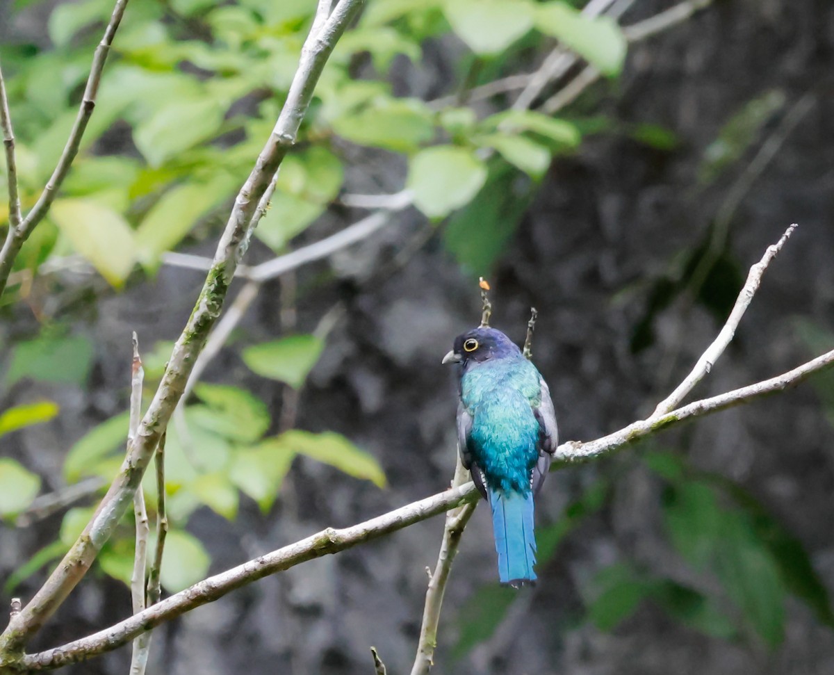 Mor Trogon - ML644051142