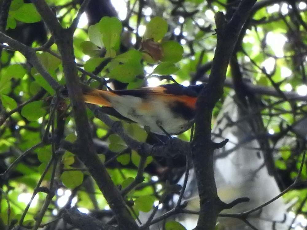 American Redstart - ML644051145