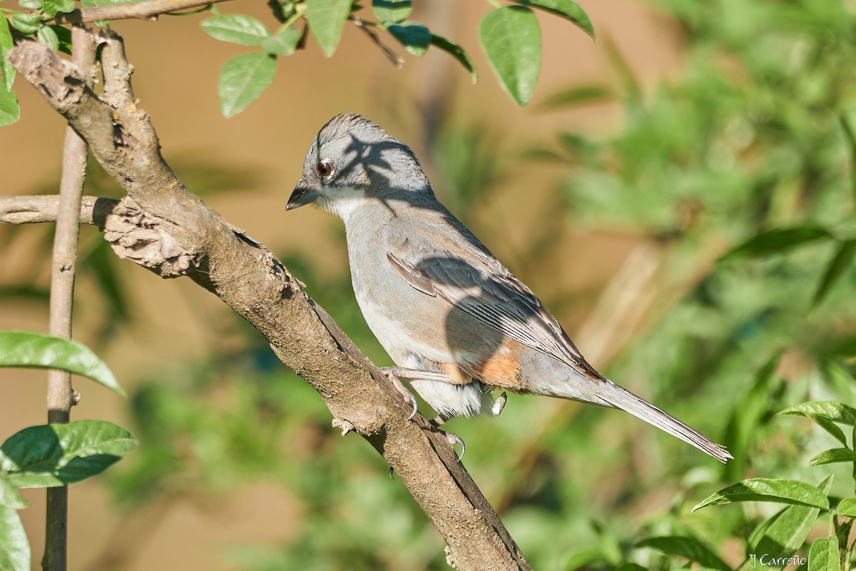 Diuca Finch - ML644051154