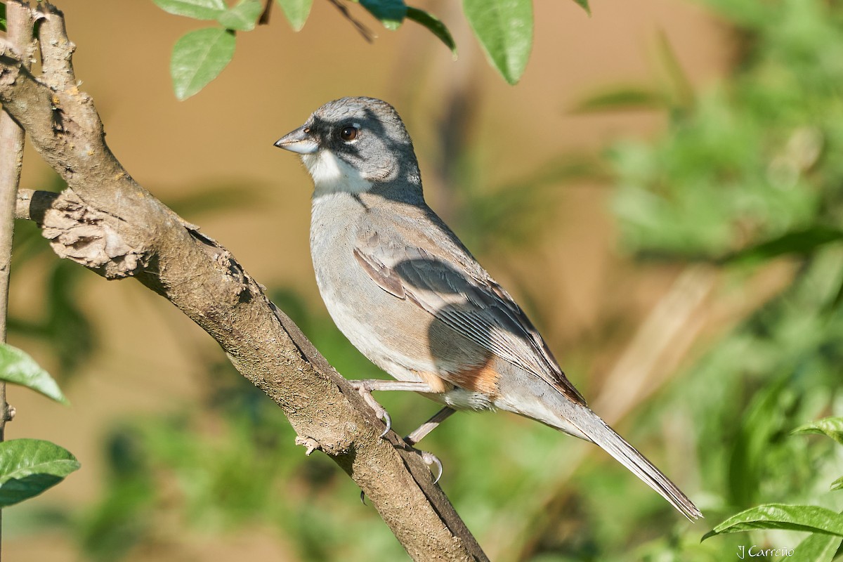 Diuca Finch - ML644051155