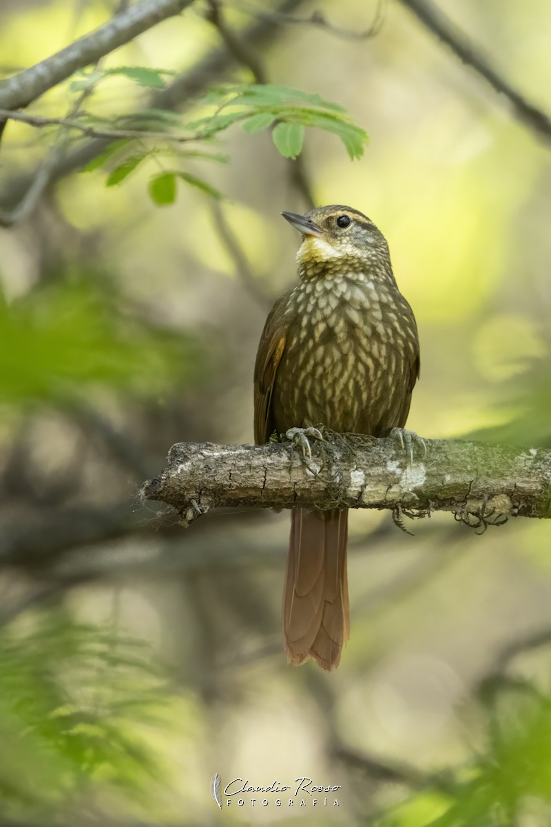 Buff-browed Foliage-gleaner - ML644051167