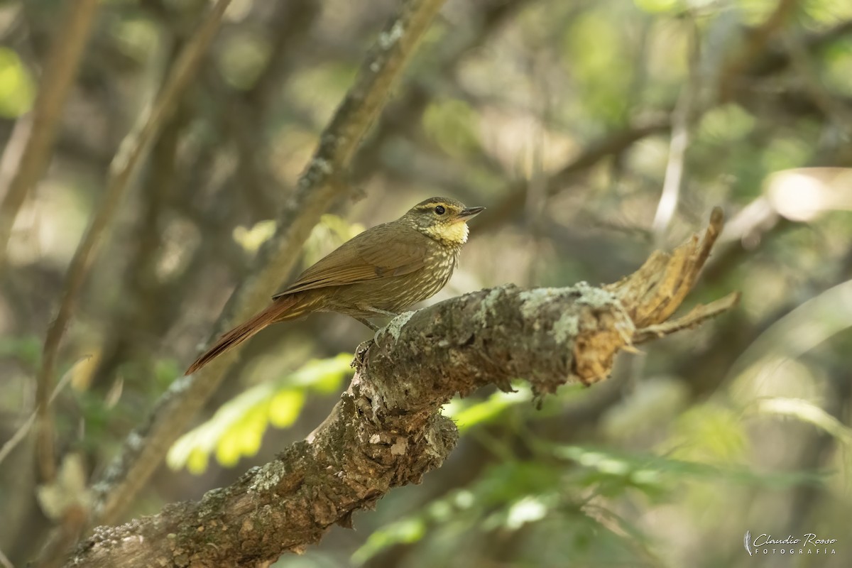 Buff-browed Foliage-gleaner - ML644051168