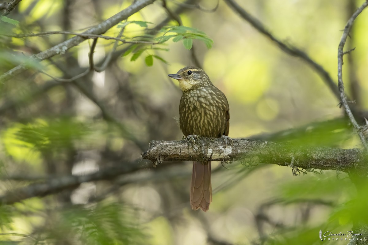 Buff-browed Foliage-gleaner - ML644051169