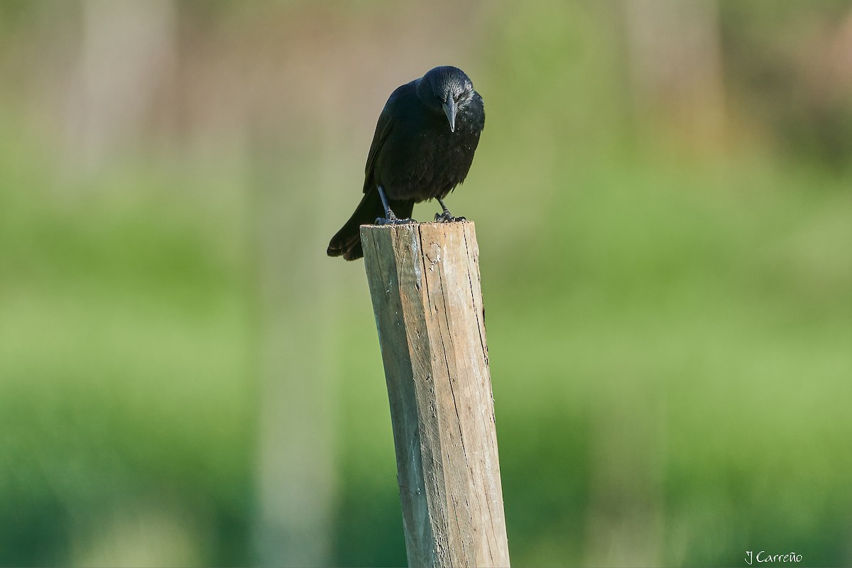 Austral Blackbird - ML644051176