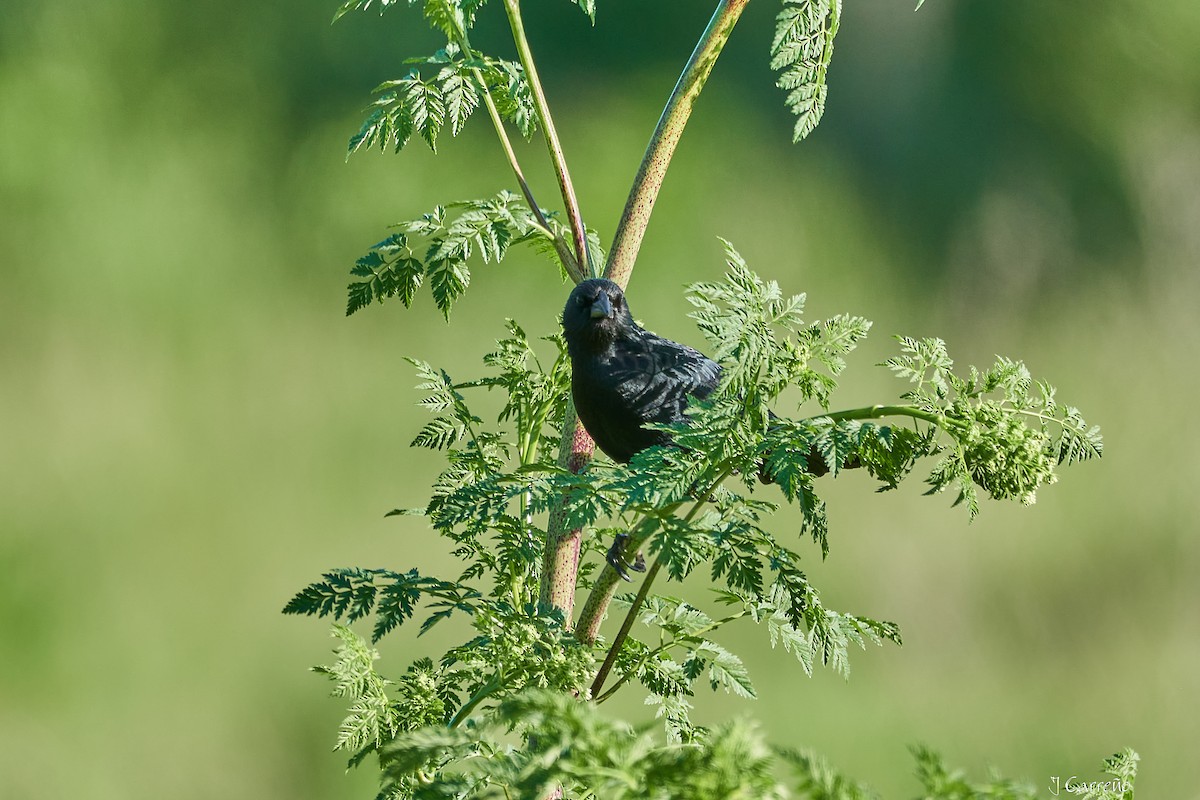 Austral Blackbird - ML644051177