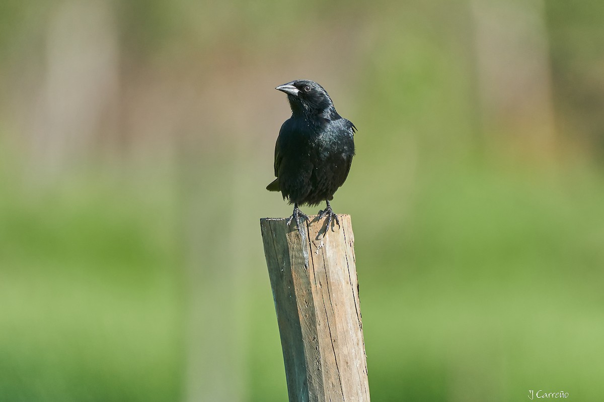 Austral Blackbird - ML644051178