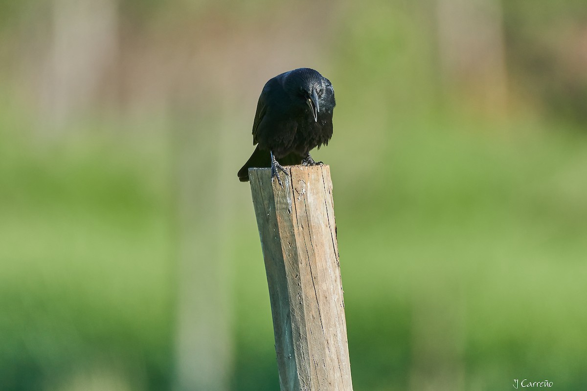 Austral Blackbird - ML644051179