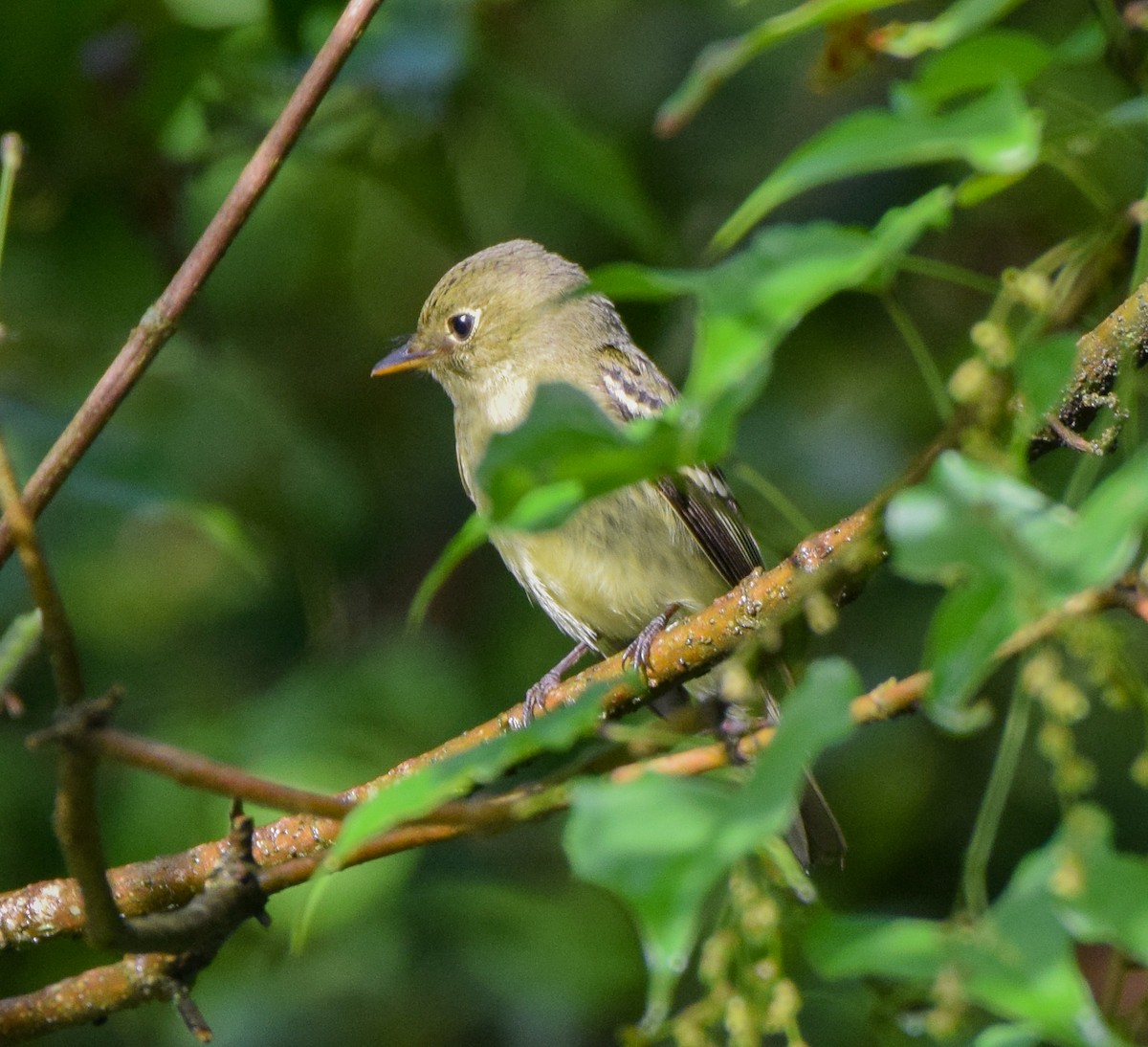 Yellow-bellied Flycatcher - ML644051197