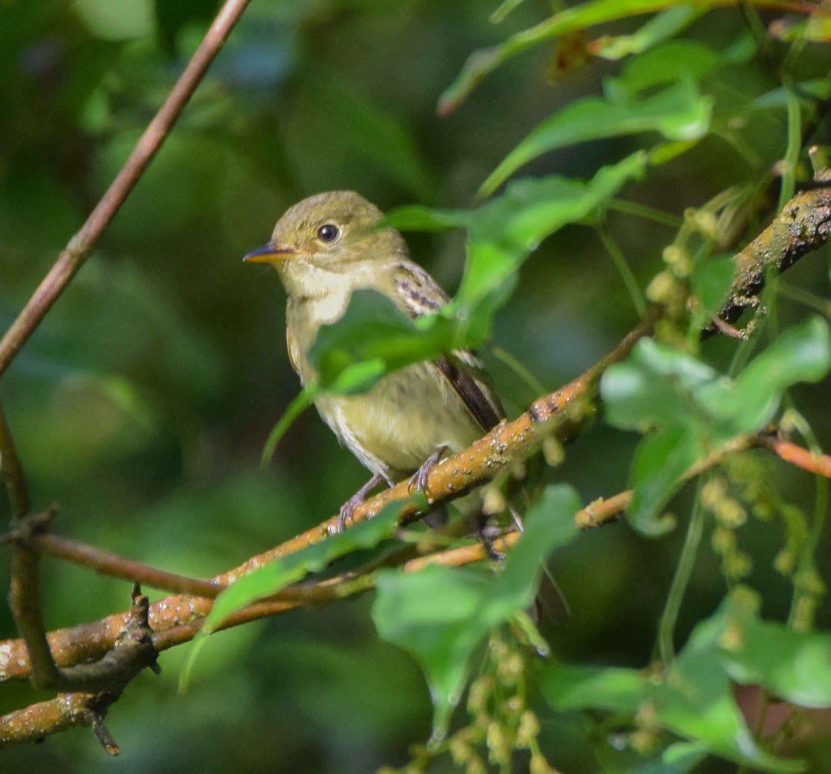 Yellow-bellied Flycatcher - ML644051198