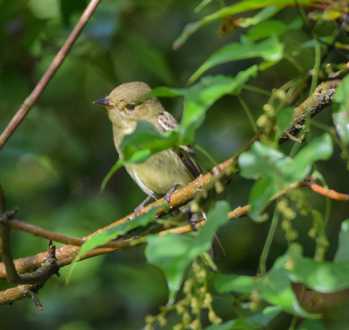 Yellow-bellied Flycatcher - ML644051199