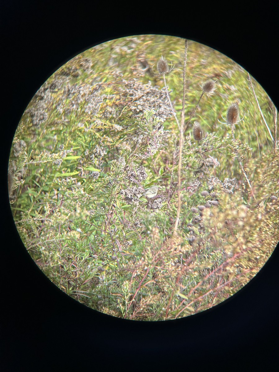 Ruby-crowned Kinglet - ML644051225