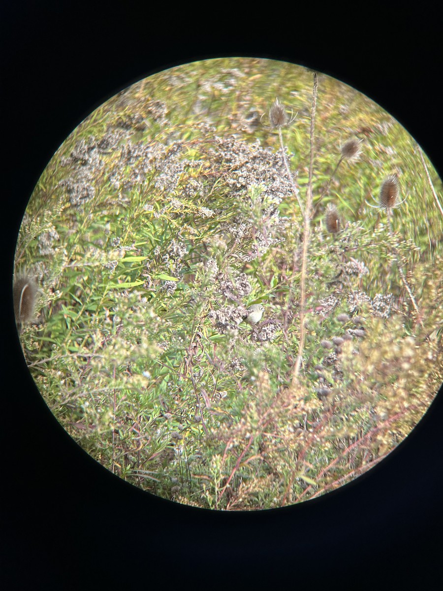 Ruby-crowned Kinglet - ML644051226
