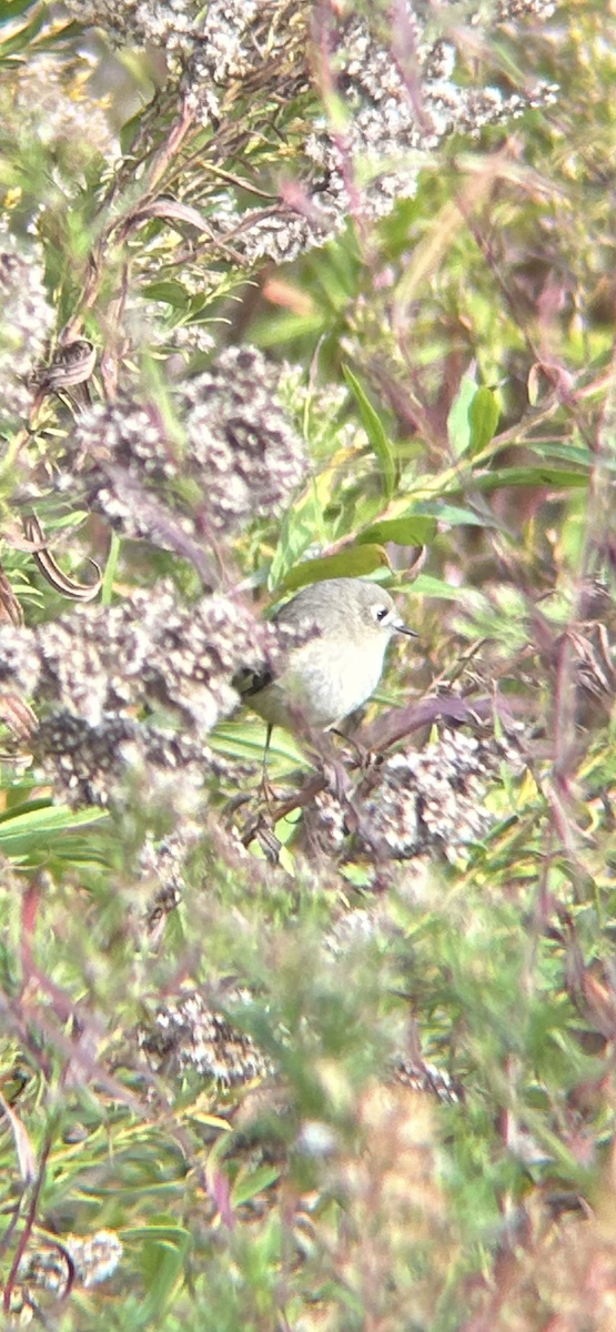Ruby-crowned Kinglet - ML644051227