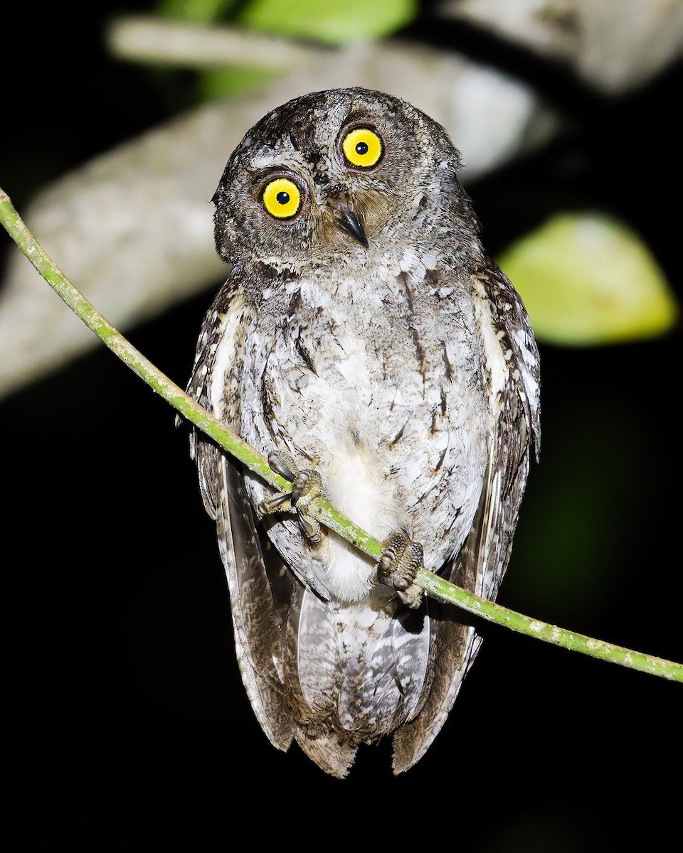 Petit-duc des Banggai - ML644051244