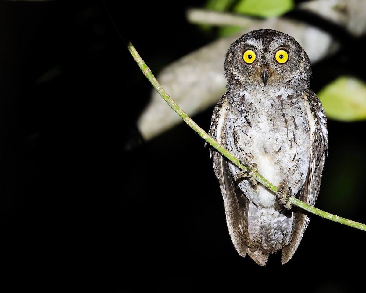 Petit-duc des Banggai - ML644051245