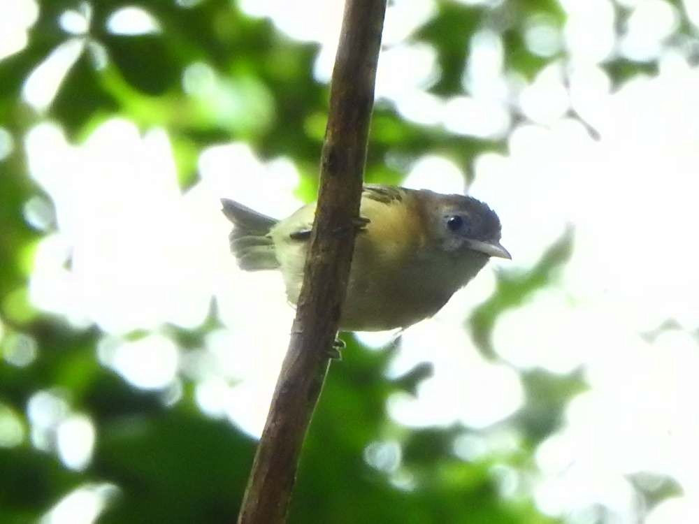 Golden-fronted Greenlet - ML644051253