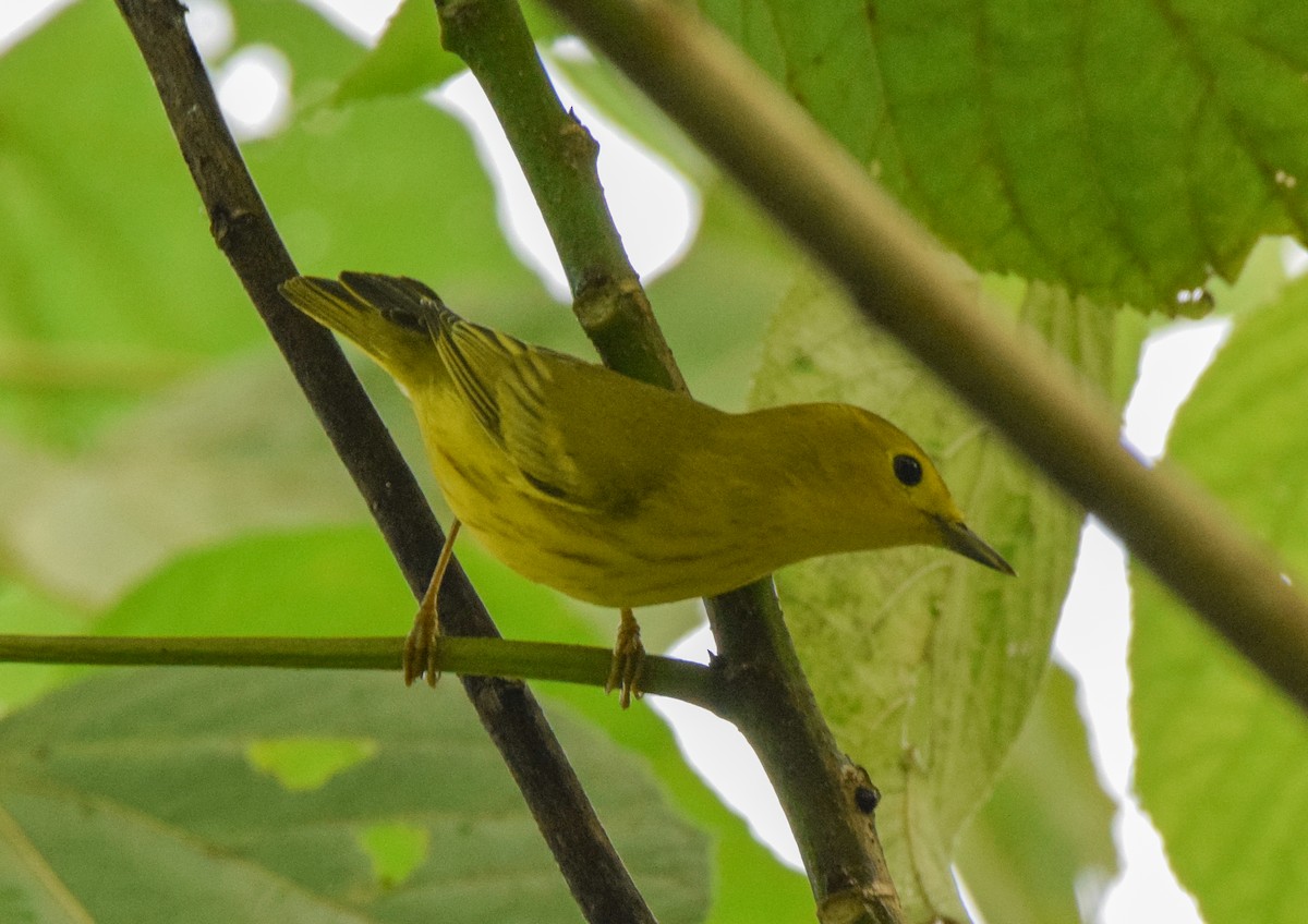 Paruline jaune - ML644051255