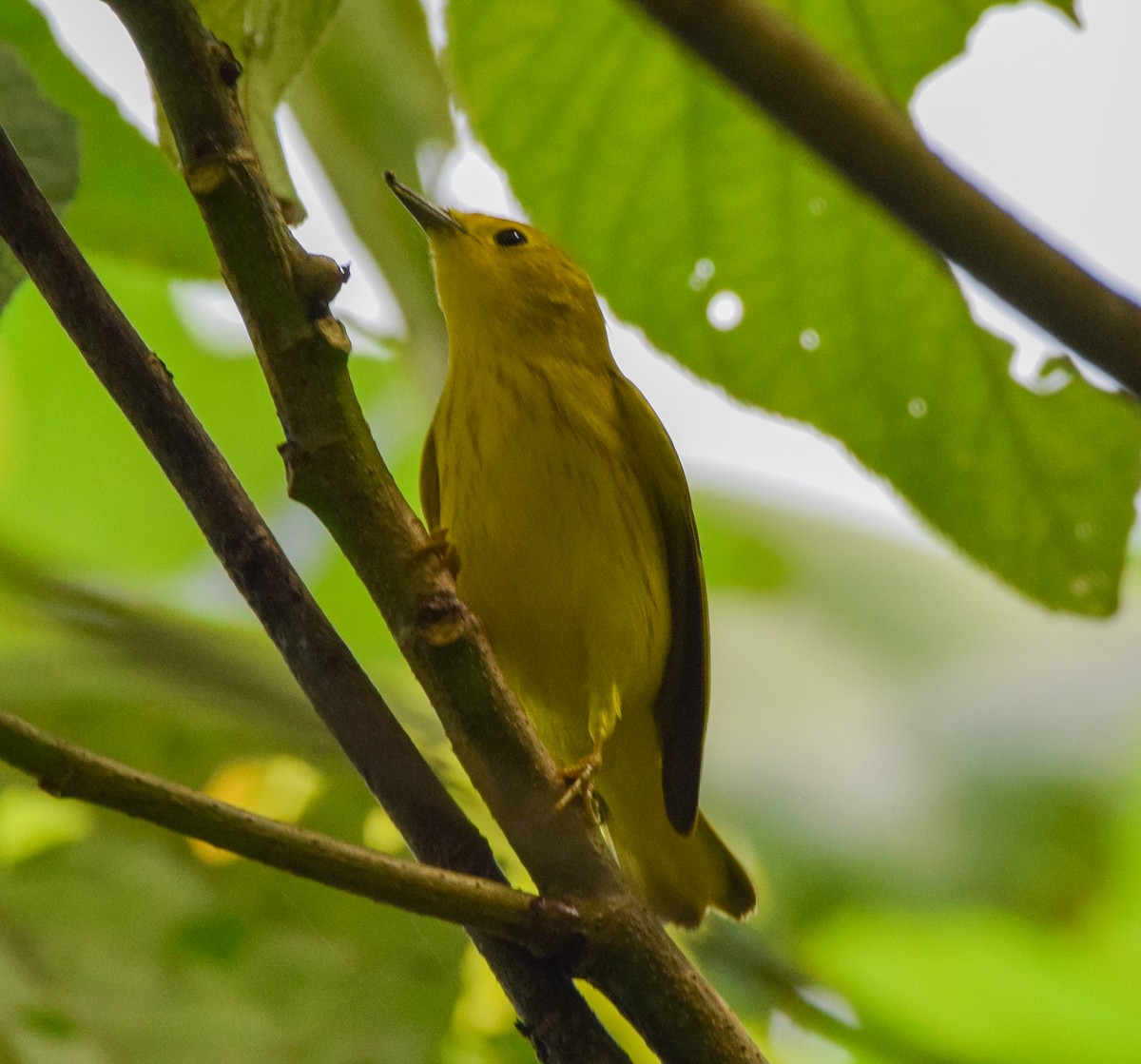 Paruline jaune - ML644051256