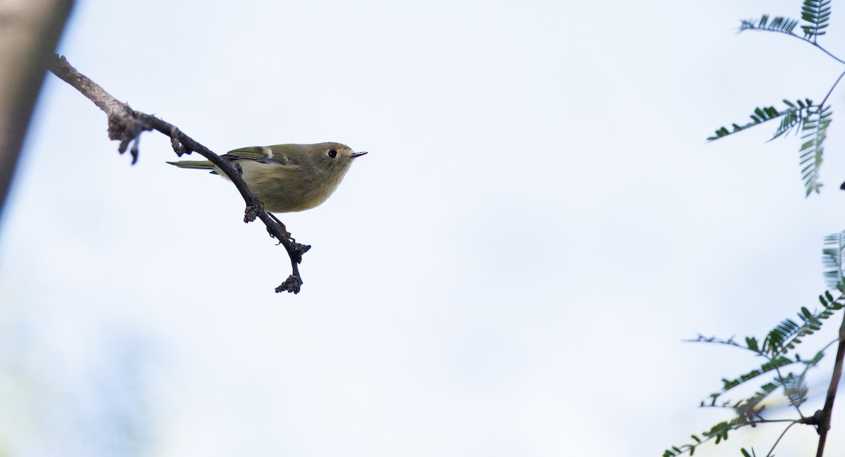 Ruby-crowned Kinglet - ML644051257