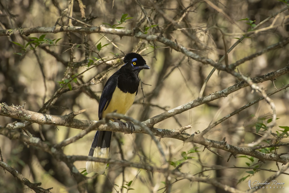 Plush-crested Jay - ML644051258