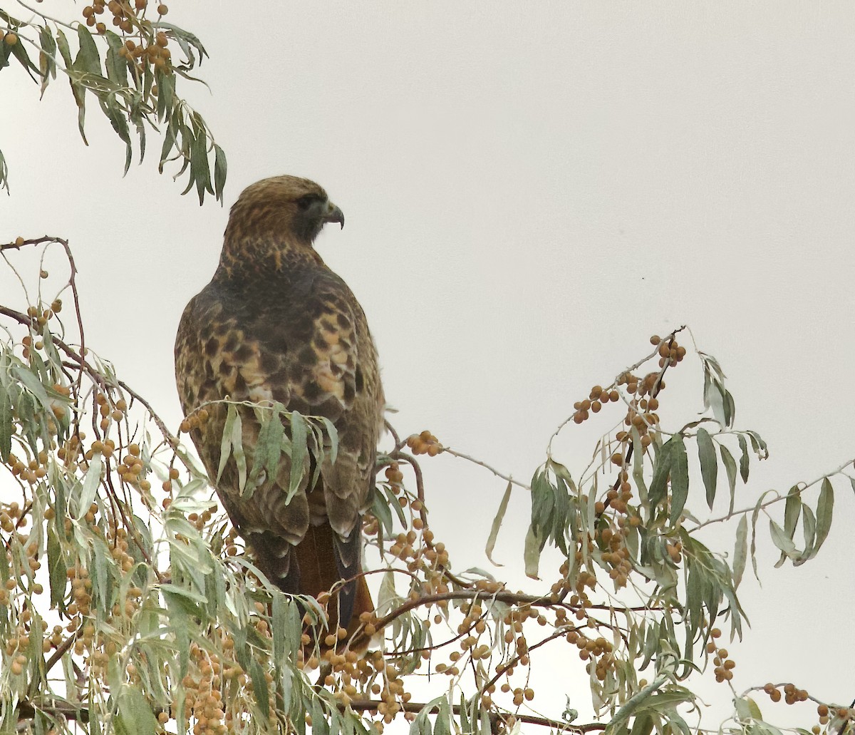 Red-tailed Hawk - ML644051273