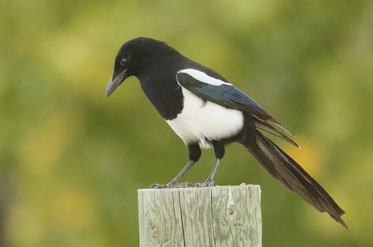 Black-billed Magpie - ML644051287