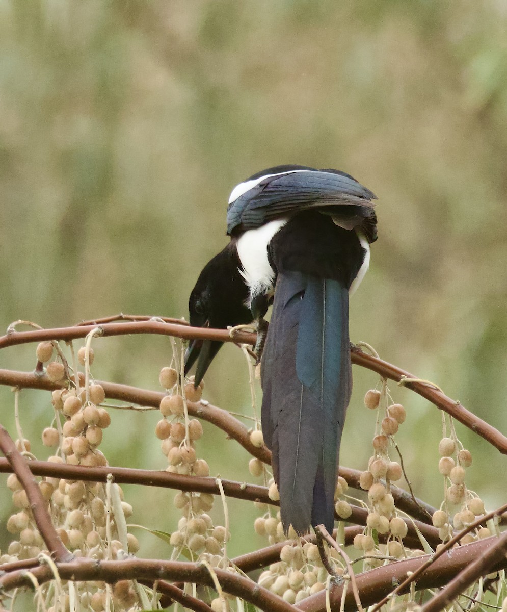 Black-billed Magpie - ML644051288