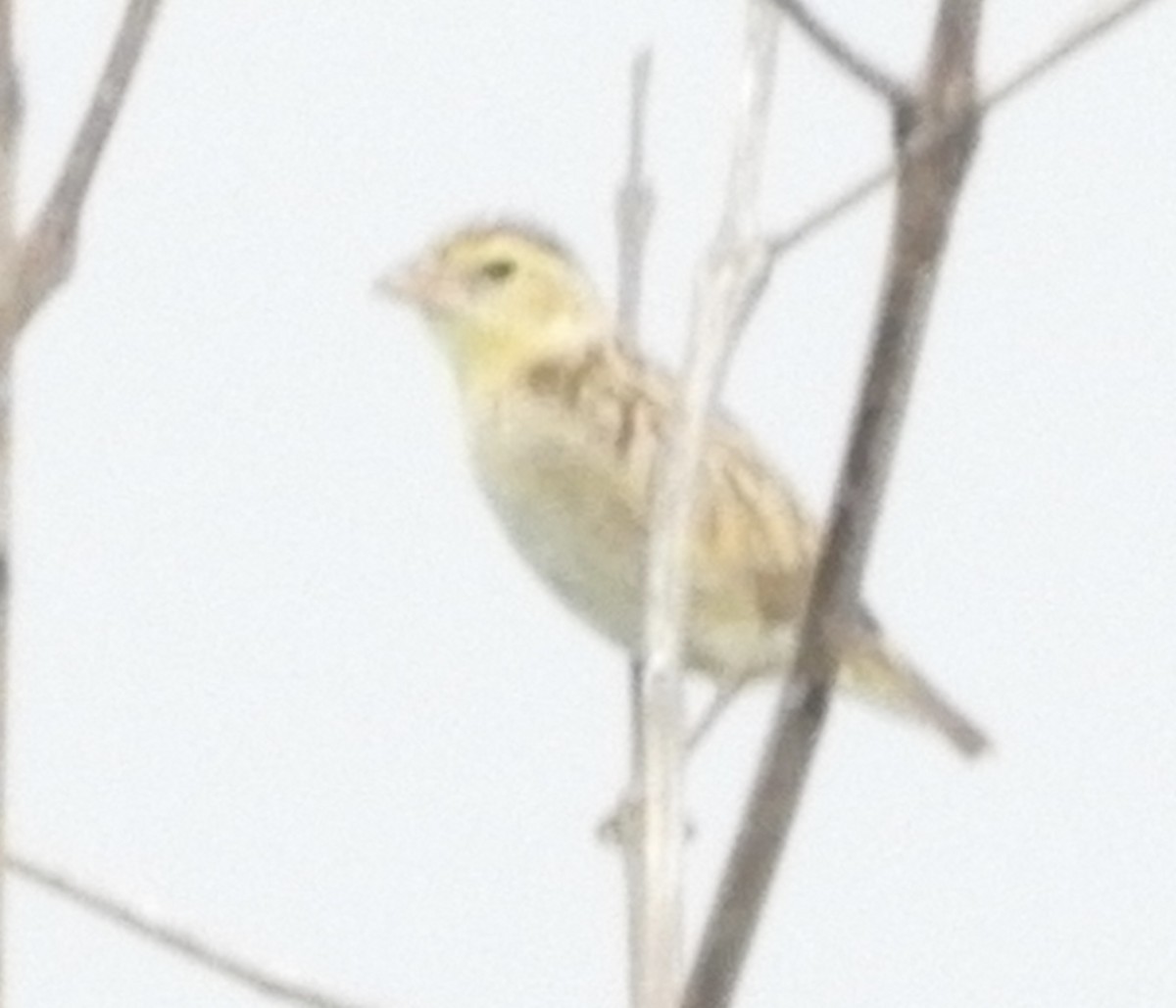 Red-collared Widowbird - ML644051295