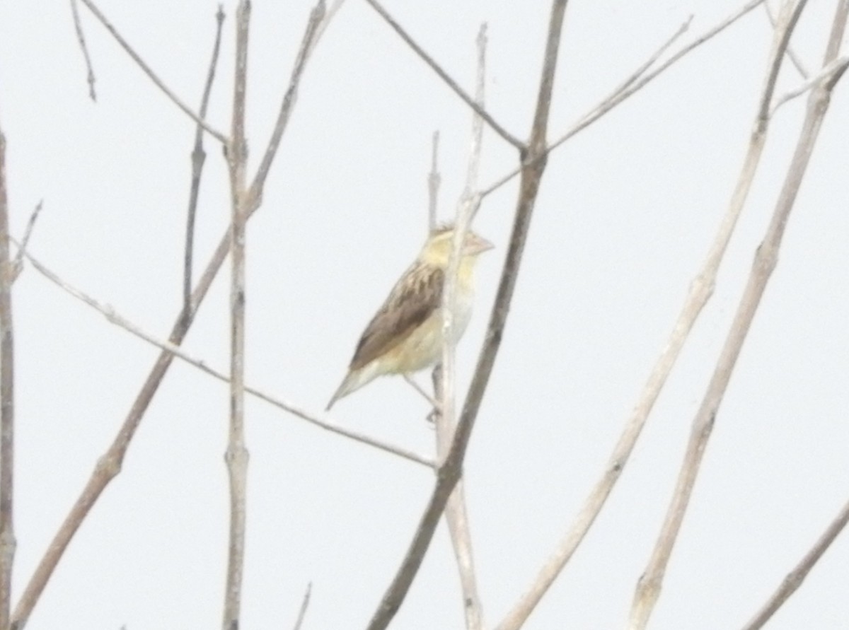 Red-collared Widowbird - ML644051296