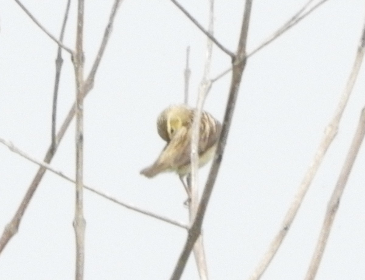 Red-collared Widowbird - ML644051297