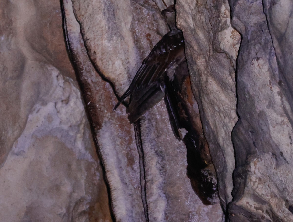 fettfugl - ML644051305