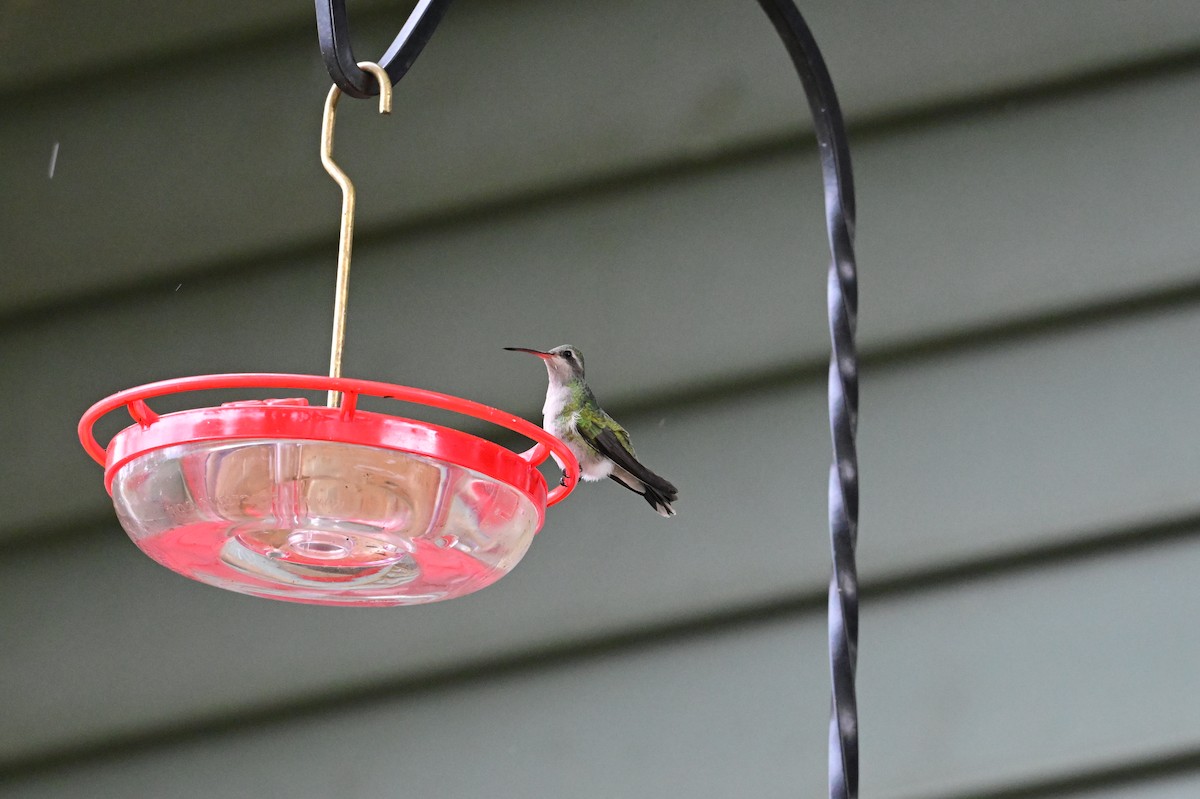 Colibri circé - ML644051307