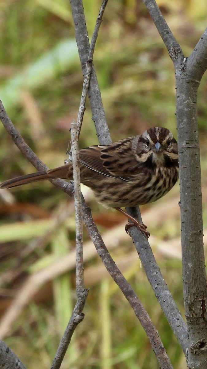 Song Sparrow - ML644051335