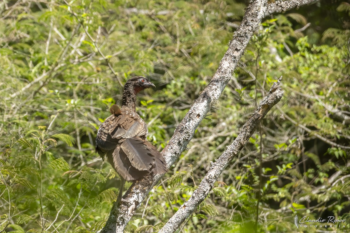 guan bolívijský - ML644051346