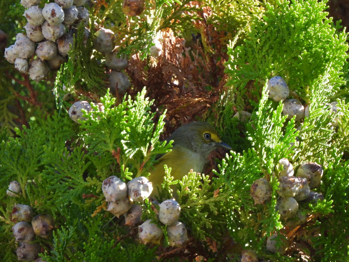 White-eyed Vireo - ML644051350