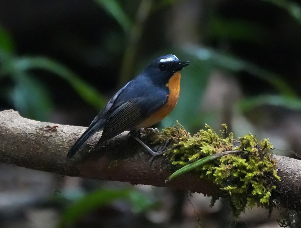 Snowy-browed Flycatcher - ML644051374