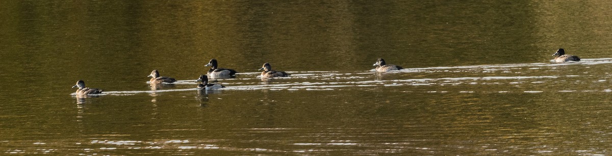 Ring-necked Duck - ML644051375