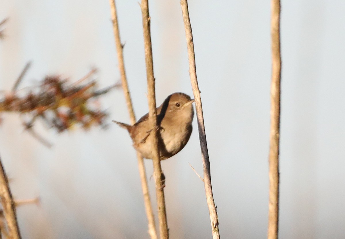 Northern House Wren - ML644051379