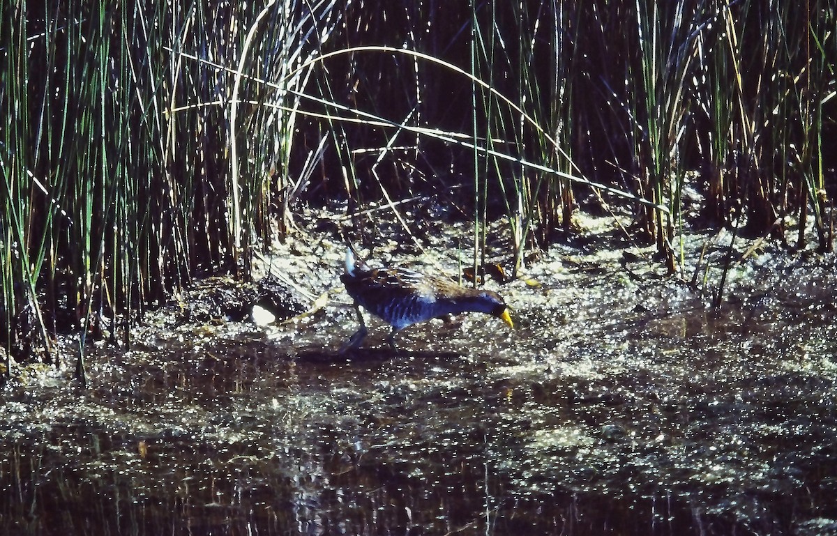 chřástal karolínský - ML644051380
